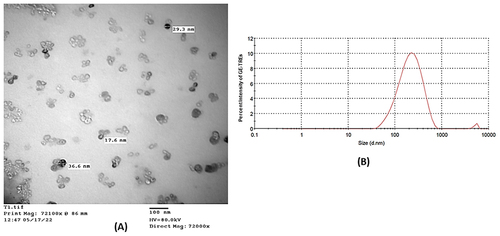 Figure 1 (A) Transmission electron microscopy and (B) size distribution of GE-loaded transethosomes prepared using sodium deoxycholate. Magnification 72,000×, scale bar 100 nm.