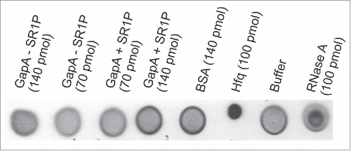 Figure 1. GapA does not bind its own mRNA. DRaCALA with 60 fmol in vitro transcribed, [α-32P]UTP-labeled gapA operon mRNA was mixed with indicated amounts of GapA purified from a B. subtilis wild-type or Δsr1 strain as described in Materials and Methods.