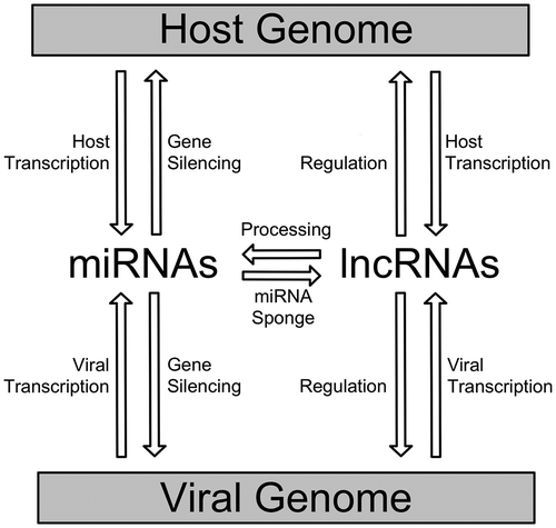 Figure 1. A schematic overview of miRNA and lncRNA interplay between host and viral genome ncRNAs.