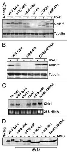 Figure 3. Non-functional Chk1 mutants fail to undergo activating phosphorylation. (A and B) Western blotting (anti-HA for Chk1, anti-tubulin as a loading control) for the indicated strains either mock irradiated, or irradiated with 150 J/m2 UV-C. Activating phosphorylation is seen as a retarded mobility on SDS-PAGE. Note that the ΔKA1 and Δ488–489 mutants show no detectable protein expression, but (C) show normal mRNA levels by northern blotting (28S rRNA is shown as a loading control). (D) The indicated Chk1 mutants were expressed in cells lacking the Chk1 S345 phosphatase Dis2, and either mock-treated or incubated with 0.01% MMS for 7 h. The non-functional alleles still fail to show activating phosphorylation.