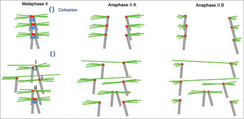 Figure 7. Model for age-related sister chromatid segregation error in oocyte meiosis II. Aging causes the loss of centromere cohesion, which has a crucial role in stabilizing monopolar kinetochore attachment.Citation21 Sister chromatids wrapped by centromeric cohesion are attached by amphitelic spindle microtubules for arrangement at the spindle equator and silencing the SAC mechanism in young oocytes. When centromeric cohesion deteriorates in the aged MII oocytes, monopolar kinetochore attachments may be replaced by (i) merotelic kinetochore or (ii) sister pair bi-directional attachments. These replacements generate new tensions that elude the SAC tension-monitoring mechanism. Some chromosomes attached by these replacement orientations show lagging and trailing because a single kinetochore is pulled simultaneously by 2 polar microtubules during anaphase II. Hence, bi-directional kinetochore attachment is the major reason for sister chromatid segregation errors during oocyte meiosis II in aged mice.