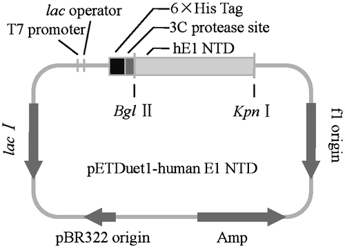 Fig. 2. Cloning of the N-terminal domains of human ubiquitin E1.Notes: The N-terminal domains of human ubiquitin E1 were amplified and inserted into the pETDuet-1 vector with an N-terminal 6 × His tag for recombinant expression.