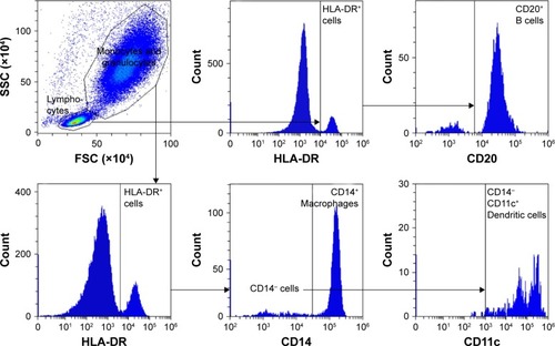 Figure 5 Flow cytometry gating strategy for isolating APC.Notes: B cells were isolated based on SSC vs FSC and on the phenotype: HLA-DR+, CD20+. Macrophages were identified as HLA-DR+, CD14+/Hi. Myeloid dendritic cells were detected as HLA-DR+, CD14Low/neg, CD11c+.Abbreviations: APC, antigen-presenting cell; FSC, forward scatter; SSC, side scatter.