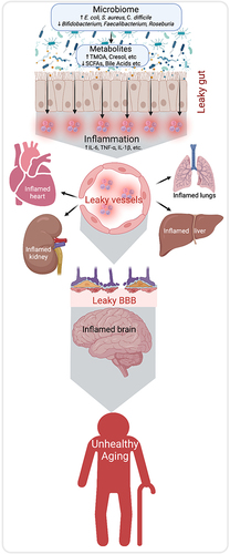 Figure 1 A purported model of microbiome-metabolites-leaky gut inflammation axis in leaky syndrome and aging biology.