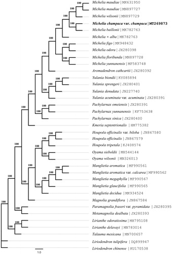 Figure 1. The maximum-likelihood tree based on the chloroplast genomes of 35 species of Magnolioideae and 2 species of Liriodendroideae in the family Magnoliaceae. Bootstrap values (1000 replicates) are shown at the nodes.