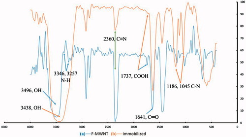 Figure 3. FTIR spectra of functionalized MWNTs (b) and immobilized phytase (a).