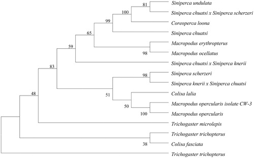 Figure 1. MP tree was generated using the MEGA version 5.1 programme. Numbers on the nodes correspond to bootstrap values based on 1000 iterations. The accession numbers of the species are Macropodus opercularis isolate CW-3 (KP234027.1), Macropodus opercularis (KM588227.1), Macropodus ocellatus (KJ813282.1), Trichogaster microlepis (KP342379.1), Trichogaster trichopterus (KP100265.1), Trichogaster trichopterus (LC026155.1), Colisa lalia (AP006039.1), Colisa fasciata (KP301136.1), Siniperca scherzeri (AP014527.1), Siniperca undulate (KJ644783.1), Siniperca chuatsi × Siniperca scherzeri (KJ907732.1), Siniperca chuatsi (JF972568.1), Siniperca chuatsi × Siniperca knerii (KJ960194.1), Siniperca knerii × Siniperca chuatsi (KM024309.1), Coreoperca loona (KJ644781.1).