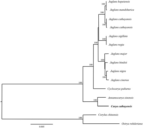 Figure 1. The phylogenetic tree (ML) was constructed based on the dataset of whole chloroplast genome. The numbers above the branch meant bootstrap value. The analyzed species and corresponding NCBI accession number as follows: Juglans hopeiensis (KX671977), Juglans mandshurica (MF167461), Juglans cathayensis (KX671976), Juglans cathayensis (MF167457), Juglans sigillata (KX424843), Juglans regia (KT870116), Juglans major (MF167460), Juglans hindsii (MF167459), Juglans nigra (MF167462), Juglans cinerea (MF167458), Cyclocarya paliurus (KY246947), Annamocarya sinensis (KX703001), Carya cathayensis (MK414769) Corylus chinensis (KX814336), Ostrya rehderiana (KT454094).