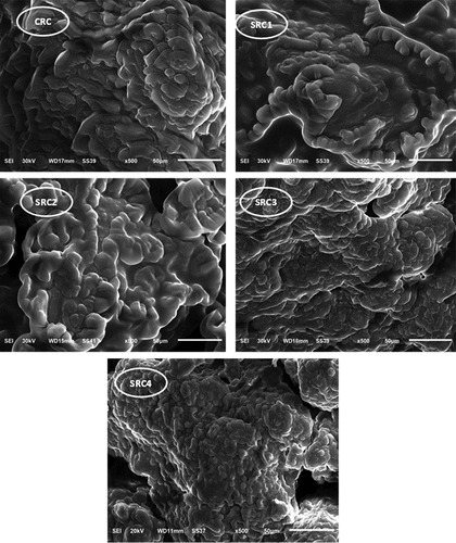 Figure 1. SEM micrographs of functional Ricotta cheese fortified with S. platensis powder as follows: CRC, control Ricotta cheese without Spirulina platensis powder; SRC1, Ricotta cheese with 0.25% Spirulina platensis powder; SRC2, Ricotta cheese with 0.5% Spirulina platensis powder; SRC3, Ricotta cheese with 0.75% Spirulina platensis powder; SRC4, Ricotta cheese with 1% Spirulina platensis powder.