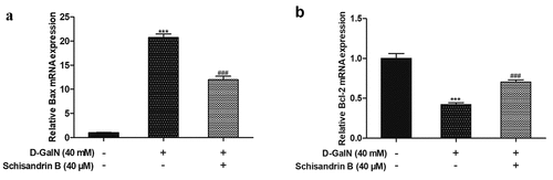 Figure 6. Effects of schisandrin B on the mRNA expression of Bax and Bcl-2 in D-GalN-induced L02 cells. (a) Bax mRNA expression and the ratio to the control level; (b) Bcl-2 mRNA expression and the ratio to the control level; (c) The mRNA expression was detected by RT-PCR; as a loading control, GAPDH was used. Data are expressed as mean±SEM. Compared with control, ***P < 0.001; compared with D-GalN, ###P < 0.001