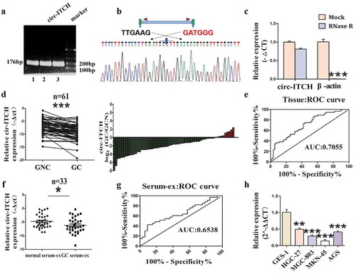 Figure 1. Circ-ITCH was down-regulated in GC tissues, GC cell lines and GC serum-derived exosomes. (a) The results of agarose gel electrophoresis. (b) Sanger sequencing results from PCR products of circ-ITCH. (c) The level of circ-ITCH in HGC-27 cells under Rnase R treatment compared with the level of β-actin. (d) The expression of circ-ITCH in 61 paired of GC tissues and matched adjacent normal tissues. (e) The area under the ROC curve of the GC tissues (sensitivity%:52.71, specificity%:74.55). (f) The expression of circ-ITCH in 33 paired of GC patient serum-derived exosomes. (g) The area under the ROC curve of the serum-derived exosomes (sensitivity%:42.42, specificity%:90.91). (h) Circ-ITCH expression level in each GC cell line was also uniformly downregulated. *P < 0.05, **P < 0.01, ***P < 0.001