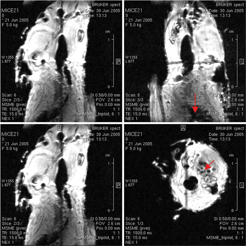 Figure 2. A mouse was injected with gadolinium bund MION-myoglobin particles (courtesy of Dr. Yousef Haik) through a vein in its tail and imaged by MRI at 500 MHz. The vascular regions showed clear wall and lumen areas as shown by arrows. Multislice-multiecho (Bruker Biospin at TE = 15 ms, TR = 1500 ms) gave proton density T 2* images with spatial resolution of 100 microns.