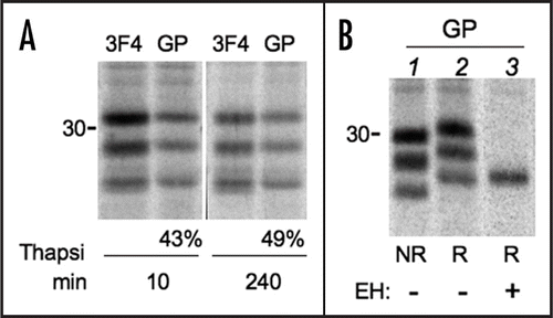 Figure 6 [Ca++]ER affects GPI-anchoring of PrP. (A) Cells expressing PrP were incubated with thapsigargin for 0 (lanes 1–2) or 230 min (lanes 3–4) and then pulsed for 10 min in the presence of thapsigargin. Lysates were immunoprecipitated with 3F4 or αGP antibodies. The percentage of signal recognised by αGP relative to 3F4, calculated by densitometry, is indicated below the gels. (B) Cells expressing PrP were pulsed for 10 min. After IP with αGP the samples were analysed under reducing (R; lanes 2–3) and non-reducing conditions (NR, lane 1) or after treatment with Endo H (EH, lane 3).