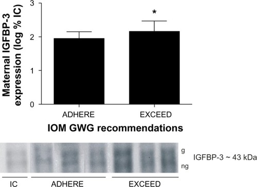 Figure 1 Excessive gestational weight gain augments maternal IGFBP-3 expression. Representative serum expression patterns of glycosylated (g) and nonglycosylated (ng) maternal IGFBP-3 isoforms of patients who adhere to (ADHERE) or exceed (EXCEED) the 2009 IOM GWG guidelines.