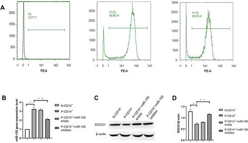 Figure 1 Purity of CD14+ monocytes measured by flow cytometer, q-PCR and Western blot for miR-155 and SOCS1 protein. (A) Purity of CD14+ monocytes. (B) Histogram of miR-155 gene expression. (C) Western blot of SOCS1 protein. (D) Histogram of SOCS1 expression. *P<0.05, **p<0.01, n=3.