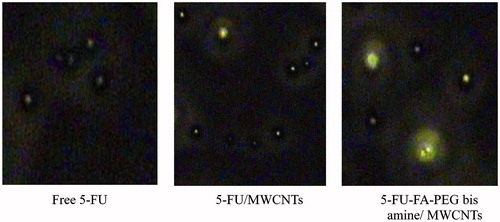 Figure 9. Qualitative cell uptake of the free 5-FU, 5-FU/MWCNTs and 5-FU-FA-PEG-MWCNTs in MCF-7 cells.