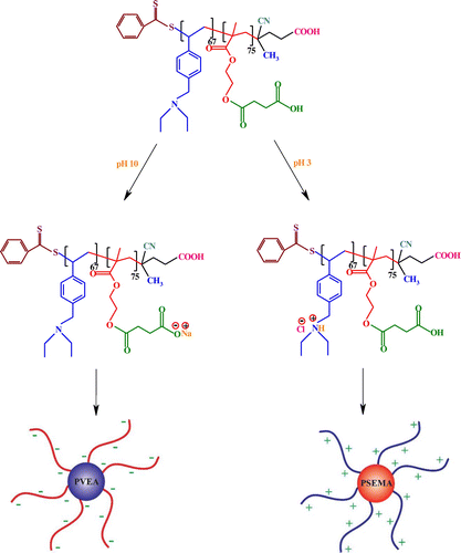 Scheme 5. The possible schematic structure of PSEMA-b-PVEA micelles at pHs 10.0 and 3.0.