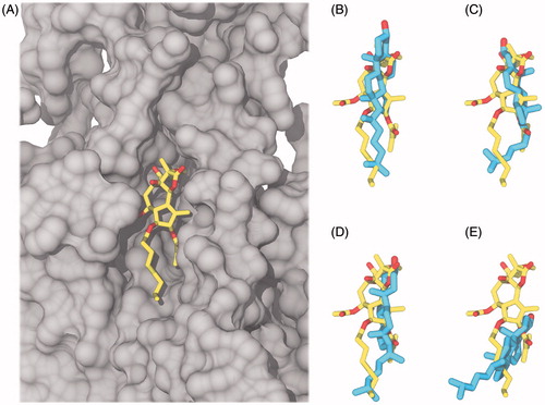 Figure 6. Comparison of cholesterol (cyan carbon atoms) and thapsigargin (yellow carbon atoms) in the thapsigargin pocket after 100 ns, aligned according to Cα positions in the membrane spanning part of the TM helices. Oxygen atoms are colored red, SERCA is represented by a gray surface. (A) Thapsigargin in the crystal structure and a collection of the final snapshots of cholesterol in (B) Thaps_0deg#1 (C) Thaps_0deg#2 (D) Thaps_180deg#1 (E) Thaps_180deg#2.