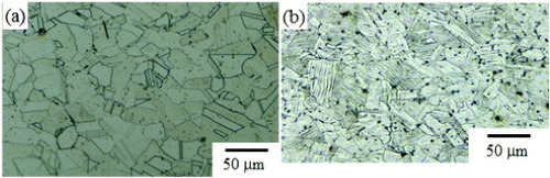 Figure 1. Optical micrographs of HNS (a) and SUS316L(CR) (b).