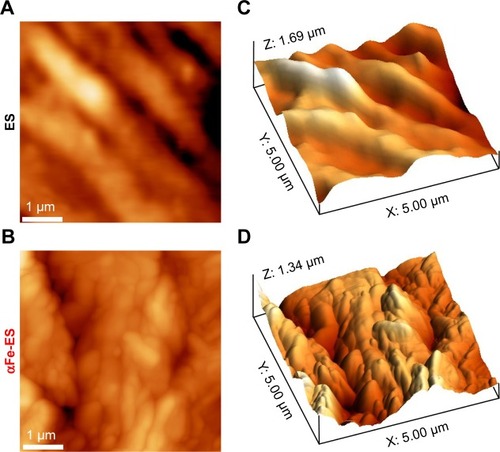 Figure 3 AFM images of ES and αFe-ES. Two-dimensional AFM images of ES (A), and αFe-ES (B). Three-dimensional AFM reconstruction of ES (C) and αFe-ES (D).Abbreviations: αFeNP, hydrophilic hematite nanoparticle; αFe-ES, αFeNPs-assembled electrospun scaffold; AFM, atomic force microscopy; ES, untreated electrospun scaffold.