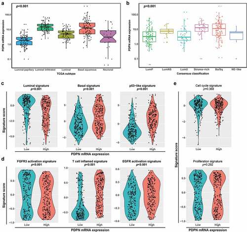 Figure 4. Characterization of PDPN mRNA expression across molecular subtypes. Comparison of the PDPN mRNA expression across 2017 TCGA classification (a) and consensus classification (b) in TCGA cohort (n = 406). (c) Comparison of the expression of molecular subtype signatures (luminal signature, basal signature and p53-like signature) between high and low PDPN mRNA expression groups. (d) Comparison of the expression of therapy-associated signatures (FGFR3 activation signature, T-cell-inflamed signature and EGFR activation signature) between high and low PDPN mRNA expression groups. (e) Comparison of the expression of cell cycle signature and proliferation signature between high and low PDPN mRNA expression groups. Data were analyzed by Kruskal–Wallis H test (a, b) and Mann–Whitney U test (c–e)