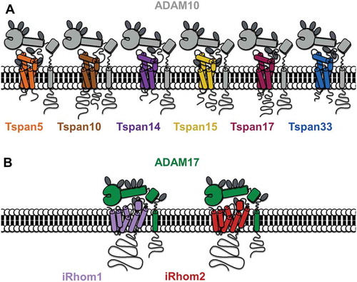 Figure 1. A diagrammatic representation of ADAM10 interacting with each of six TspanC8s (A) and ADAM17 interacting with each of iRhom1 and 2 (B). Note that the TspanC8s differ in the number of N-linked glycosylation sites (dark gray ovals) and in the lengths of their cytoplasmic tails (the Tspan5 C-terminus is shortest at 15 amino acids and the Tspan10 N-terminus is longest at 77 amino acids). The iRhoms are relatively similar but differ in N-glycosylation.