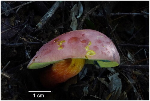 Figure 1. The basidiocarp of Lanmaoa macrocarpa collected from Jiangxi Province, China. Photographed by Kuan Zhao.