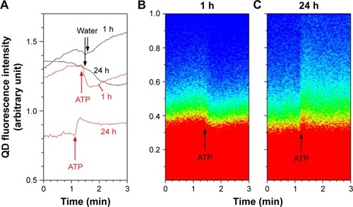 Figure 7 Modulation of QD fluorescence upon ATP stimulation in HUVECs exposed to QDs for 1 h, and then, the medium was changed.Notes: Observations were made at 1 h and 24 h. (A) Total QD fluorescence intensity under administration of ATP and water in HUVECs at 1 and 24 h. Notice the opposite fluorescence intensity modulations of the two time points. (B) Pixel number vs fluorescence intensity in 1 h sample and (C) 24 h sample. Red = high pixel number and blue = zero pixel number.Abbreviations: QD, quantum dot; ATP, adenosine 5′-triphosphate; HUVEC, human umbilical vein endothelial cell.