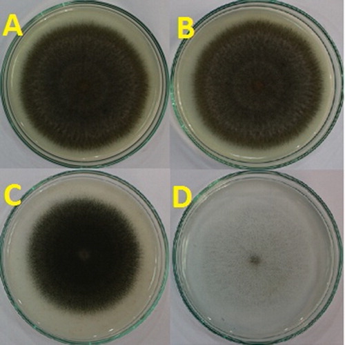 Figure 4. Colony area of C. cladosporioides, strain BOU1 in various media: (A) potato dextrose agar (PDA); (B) potato dextrose agar with yeast (PDAY); (C) sabouraud dextrose agar (SDA) and (D) synthetic nutrient poor agar (SNA) media.