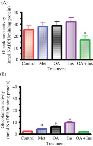 Figure 3. Effects of OA, metformin (Met), insulin (Ins), and combined OA and insulin (OA + Ins) on hepatic GK activity in nondiabetic (A) and STZ-induced diabetic (B) rats. Values are presented as means, and vertical bars indicate SEM (n = 6 in each group).