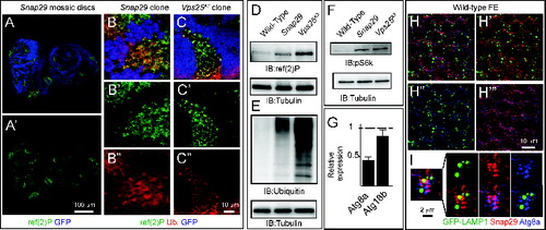 Figure 4. Snap29 mutant cells fail to complete autophagy. (A to C) Clones of Snap29B6 (A and B) or Vps25A3 (C) mutant cells in mosaic eye-antennal discs accumulate high levels of ref(2)p and ubiquitin, compared to surrounding WT cells. (B and C) show a high magnification image of an anterior portion of an eye discs. Single ref(2)P and Ubiquitin channels are shown. (D to F) Immunoblots of protein extracts from eye-antennal discs of the indicated genotypes to detect ref(2)P (D), ubiquitin (E) and pS6k (F). Compared to protein extracts of WT discs, discs mutant for Snap29 and for the autophagy and trafficking regulator Vps25 accumulate ref(2)P, ubiquitin and pS6k. Loading controls are shown below each blot. (G) Relative expression of Atg8a or Atg18b by Q-PCR analysis of mRNA extracts from WT and mutant discs. Mutant discs do not show induction of expression of Atg genes. (H and I) A single medial confocal cross-section of the Drosophila FE of a stage 9 egg chamber. FE cells overexpressing GFP-LAMP1 are stained for Snap29 and Atg8a. H′ to H"’ show respectively the LAMP1 and Snap29, the LAMP1 and Atg8a, and the Snap29 and Atg8a merged channels. A high magnification of a typical cluster formed by GFP-LAMP1, Snap29 and Atg8a-positive vesicles is shown in (I). The 3 proteins are in close proximity.