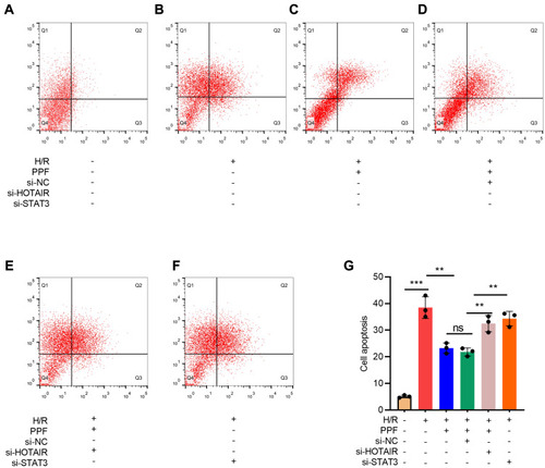 Figure 5 The effects of HOTAIR, STAT3, and PPF on H/R-induced apoptosis of H9c2 cells. (A–G) Apoptosis of H9c2 cells was detected by flow cytometry after HOTAIR or STAT3 was selectively regulated (N=3). ** P<0.01, and *** P<0.001. ns, P>0.05.