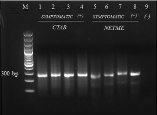Fig. 2 RT-PCR product from symptomatic samples extracted using the CTAB extraction and NETME methods. Lane M: 100 bp ladder; Lanes 1–3: symptomatic samples extracted using CTAB; Lane 4: SB 346 extracted using CTAB; Lane 5–7: symptomatic tissues extracted using NETME; Lane 8: SB 346 extracted using NETME; Lane 9: negative control (no template).