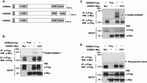 Figure 1. KDM4A and KDM4B are sumoylated by SUMO1. (A) Schematic representation of the KDM4 family proteins. PHD and Tudor domains are required for binding to methylated histone(s). (B), (C), (D) The 293 T cells were transiently co-transfected with Flag-KDM4A, Flag-KDM4B, or Flag-KDM4C with Myc-SUMO1 or Myc-SUMO1-ΔGG. After 48 h, cells were immunoprecipitated and detected by the Flag-tag. Asterisks indicate the SUMO-modified KDM4A and KDM4B proteins. IP, immunoprecipitate; WB, western blot