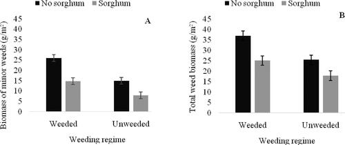 Figure 11. Effect of sorghum presence and weeding regime on biomass of minor weeds (A) and total weed biomass (B) in summer at 65 DAS.