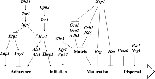 Figure 2. Gene regulation during the formation of C. albicans biofilm. Different genes play a role in different steps during the formation of the envelope. Arrows represent positive relationships; T-shaped bars represent negative relationships.