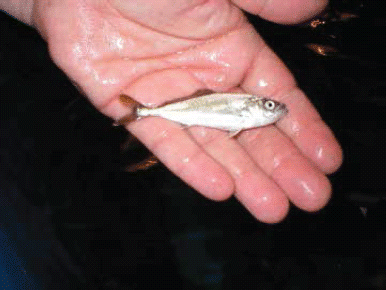 Figure 4. Fingerling Yellowtail ready to stock