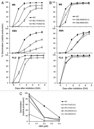 Figure 1. Overexpression of FUS3 or AKIN10 leads to ABA hypersensitivity and delayed germination, which is partly dependent on de novo ABA synthesis. Germination (radicle protrusion) kinetics of seeds from WT and two independent lines of ML1:FUS3 (A) or 35S:AKIN10 (B) on MS media or MS supplemented with 0.2 μM ABA or 10 µM fluridone (FLU). WT germination is significantly higher (p < 0.01) than 35S:AKIN10 on 10 µM FLU at 2 d after imbibition (DAI). (C) ABA dose-response curves for WT, ML1:FUS3 and 35S:AKIN10 seed germination (radicle protrusion) 2 d after imbibition. WT germination is higher (p < 0.001) than ML1:FUS3 and 35S:AKIN10 at 0.4 µM ABA. Averages from 3 experiments ± SD are shown. 100–150 seeds were used in each experiment.