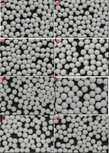 Figure 2 Optical photographs of the solid SNEDDS pellets, where the formulations are defined in Table 2. A–D) SF0–3 (liquid SNEDDS loading 0%, 20%, 30%, 40%); E, F) SF5, 6 (CWG 100%, 400%); G, H) SF7, 8 (cyclosporin A loading 6%, 10%).Abbreviations: SNEDDS, self-nanoemulsifying drug delivery system; CWG, coating weight gain.