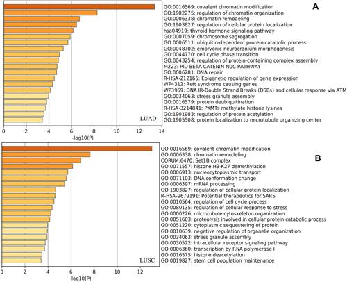 Figure 7 Gene enrichment analysis of KDM5A/B/C subfamily members and their 120 co-expression genes in LUAD (A) and LUSC (B) patients.