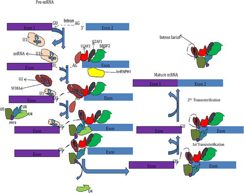 Figure 2 Splicing regulation mechanism.