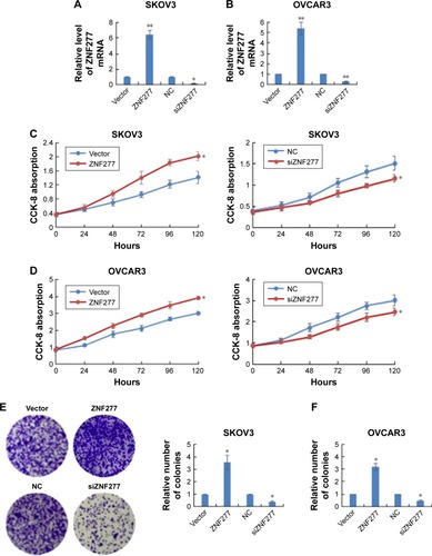 Figure 2 ZNF277 facilitated the proliferation ability of OC cells. (A) RT-qPCR was used to analyze the mRNA expression levels of ZNF277 after exposure to the ZNF277 plasmid or ZNF277-specific siRNA in SKOV3 and OVCAR3 cells (B). (C) ZNF277 affected the growth rate of OC cells. Cell growth viability was assayed in SKOV3 and OVCAR3 cells (D) transfected with vector, ZNF277 plasmid, NC, and siZNF277 using CCK-8 at 0, 24, 48, 72, and 96 hours time points. (E) ZNF277 facilitated the colony formation of OC cells. Colony formation was performed in stably overexpressing ZNF277 and in ZNF277 knockdown SKOV3 and OVCAR3 cells (F). Results are presented as mean ± SD, and error bars represent the mean ± SD of three independent experiments. *P<0.05, **P<0.01 as compared with the control group.Abbreviations: OC, ovarian cancer; RT-qPCR, quantitative reverse-transcription PCR; NC, negative control; CCK-8, Cell Counting Kit-8.