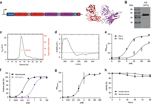 Figure 1. Structural and functional characterization of the PD-L1×TGF-β bispecific antibody. (a) Genetic structure of the tandem scFv anti-PD-L1 × anti-TGF-β named AxF (scFv)2. Oncostatin M signal peptide is used to direct the secretion of the recombinant antibody, and the myc/6×His tags (light blue and dark red boxes) were appended for immunodetection and affinity purification, respectively. A 3D model of AxF (scFv)2 was built with AlphaFold and refined using Pymol. (b) Reducing SDS-PAGE of the construct, (c) size exclusion chromatography analysis with the indicated molecular weight measured at the center of the chromatography peak (red line) and (d) circular dichroism analysis of the purified AxF (scFv)2. (e) ELISA titration against plastic-immobilized human PD-L1 or TGF-β of the purified AxF (scFv)2 and (f) dose-dependent binding curve to the CHOPD-L1 cell surface by FACS. (g) Simultaneous binding of the recombinant antibody to PD-L1 and TGF-β by two-step ELISA. (H) Serum stability of the AxF (scFv)2 incubated in mouse or human serum for 96 hours.