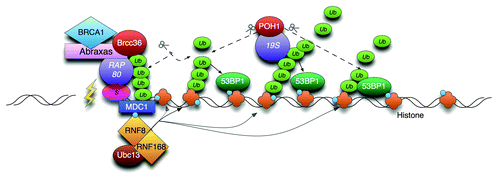 Figure 1. Model of POH1-mediated restriction of 53BP1 through K63- poly-Ub cleavage. RNF8/168 modify histones with K63-linked Ub. The combined activity of the removal of chromatin binding proteins (JMJD2A/B, not shown) and K63-poly-Ub generation promotes the accumulation of 53BP1 to the mark. POH1 activity counters this by promotes JMJD2A residence in chromatin (not shown) and by hydrolysing K63-poly-Ub.Citation1 The BRCA1-A complex is tethered by SUMO interactionCitation7 and does not spread.