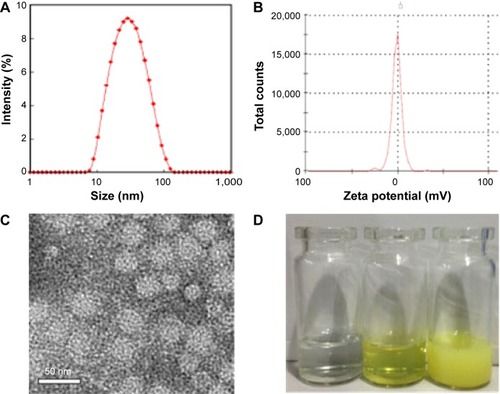 Figure 2 Characterizations of the Qu-M.Notes: (A) Size distribution of Qu-M, (B) zeta potential of Qu-M, (C) TEM image of Qu-M, (D) PBS solution, Qu-M in PBS solution, and free quercetin in PBS solution (from left to right).Abbreviations: Qu-M, quercetin-loaded MPEG–PCL nanomicelles; TEM, transmission electron microscope; PBS, phosphate-buffered saline; MPEG–PCL, monomethoxy poly(ethylene glycol)–poly(ε-caprolactone).