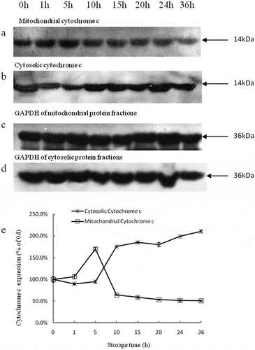 Figure 3. Western blot analyses of relative changes in mitochondrial cytochrome c (a), cytosolic cytochrome c (b), GAPDH of mitochondrial protein fractions (c), and GAPDH of cytosolic protein fractions (d) in tilapia skeletal muscles during 36 h of storage. The expression levels of cytochrome c in the mitochondria and cytosol are expressed in terms of ratios to the protein density at 0 h (e). Bars represent the standard error of the mean.