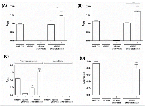 Figure 3. Cnm promotes binding to ECM proteins and invasion of endothelial cells. (A and B) Binding of bacterial cells to extracellular matrix proteins: (A) collagen type I and (B) laminin. (C) Inhibition of binding to collagen type I by anti-rCnmA antibody (1:20). (D) HCAEC invasion assay showing the normalized percentage of invasion for each strain after 3 h of co-incubation (*P < 0.05, **P < 0.01, ***P < 0.0001, ANOVA followed by Tukey's post-test). The S. mutans OMZ175 (Cnm+) strain was used as a positive control in all assays. The symbols “+” and “−“ in the graphs denote induction or no induction with nisin, respectively.