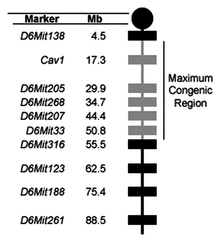 Figure 4 Map of residual 129X1/SvJ genomic DNA in the congenic region of the Cav1 knockout allele. Tail DNA was tested for SSLP markers across the length of chromosome 6. Marker locations are given in Mb from the centromere. Gray boxes indicate the presence of 129X1 genomic DNA. Black boxes indicate the absence of 129X1 genomic DNA. The maximum congenic region is a 51 Mb area between the D6Mit138 and D6Mit316 markers.