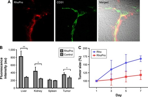 Figure 6 The in vivo photodynamic effect of RhoPro in tumor xenograft models. (A) Accumulation of RhoPro in tumor blood vessels confirmed with Alexa Fluor® 488 anti-mouse CD31 antibody. Magnification: 40× objective. (B) Biodistribution of RhoPro in HT-29 tumor-bearing mouse. The significant differences are shown as *P<0.05 and **P<0.01. (C) In vivo PDT of RhoPro compared with that of Rho. PDT by RhoPro suppressed the tumor growth rate.Abbreviations: PDT, photodynamic therapy; Rho, rhodamine; RhoPro, rhodamine-protamine.