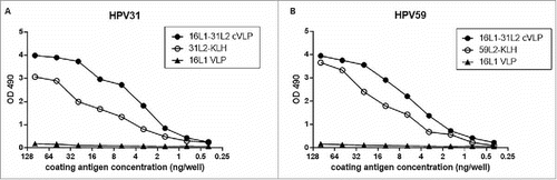 Figure 3. Binding activities of 16L1-31L2 cVLP with antisera of HPV31 or −59 L2 peptides. ELISA plates were coated with serial dilutions of 16L1-31L2 cVLP, HPV16 L1VLP, HPV31 L2-KLH and HPV58 L2-KLH (0.39–100 ng/well) respectively. Binding of HPV31 L2 antisera (A) or HPV59 L2 antisera (B) at 1:3000 dilution was detected. Reactivity was determined by measuring the mean optical density (OD) values at 490 nm. The experiment was repeated twice.